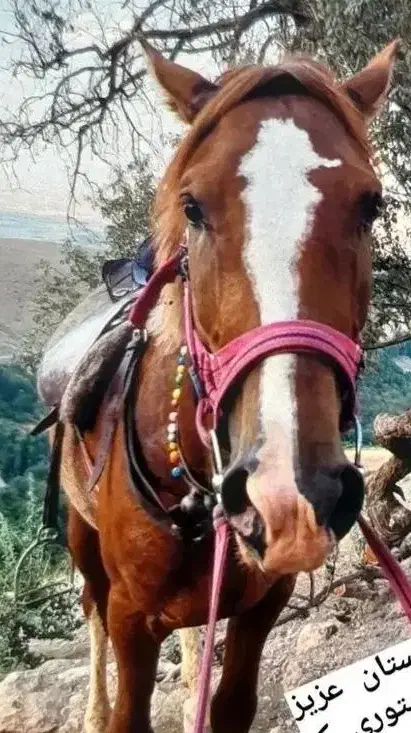 اسب|اسب و تجهیزات اسب‌سواری|اشترینان, |دیوار