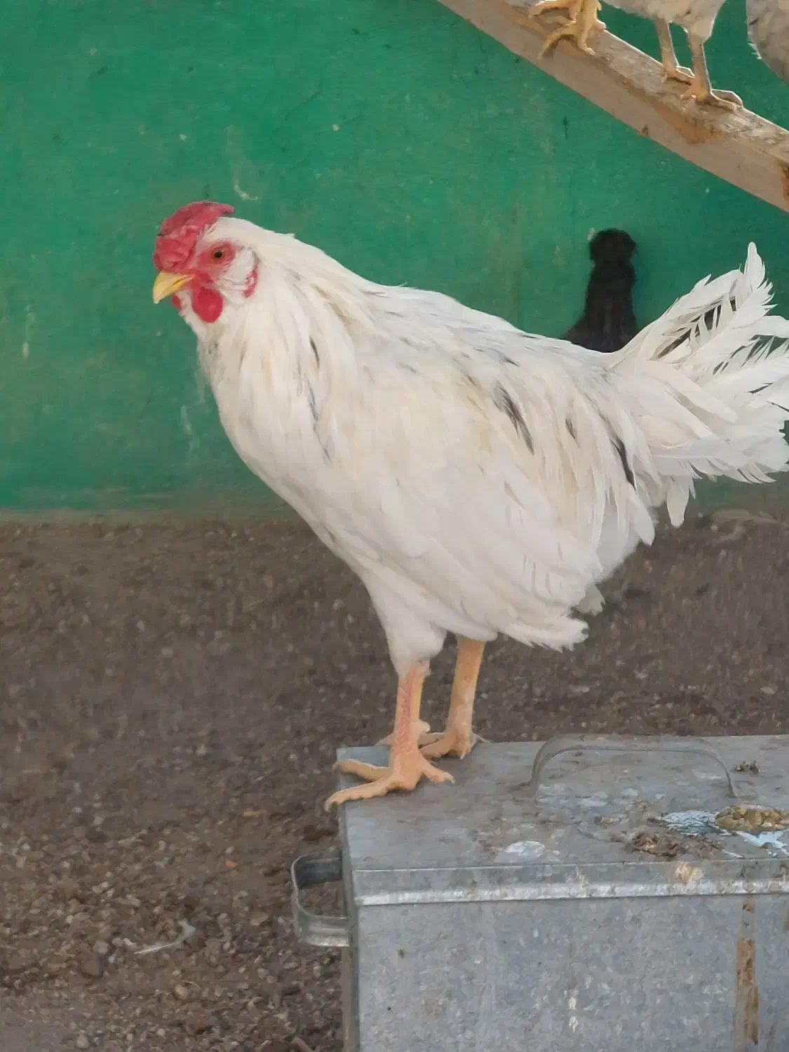 خروس گلین|حیوانات مزرعه|تهران, سهروردی|دیوار