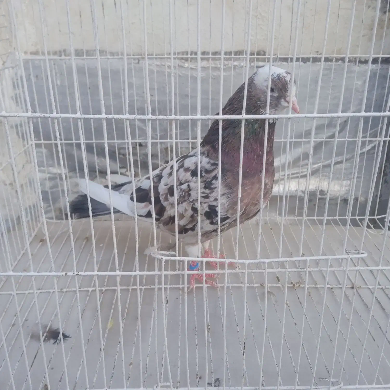 جفت لوتینو .قفس.کبوتر.لونه پرنده|پرنده|بوشهر, |دیوار