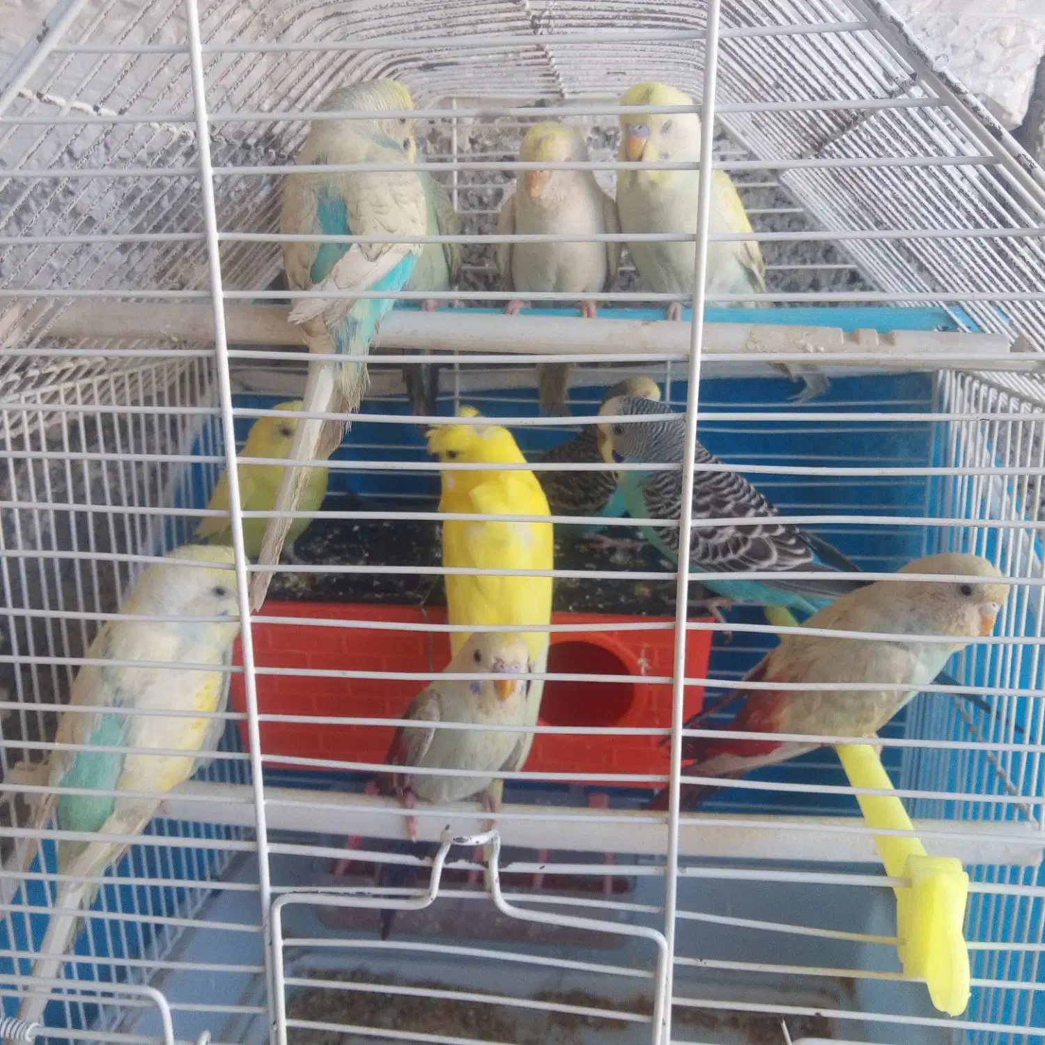 فروش مرغ عشق|پرنده|نقده, |دیوار