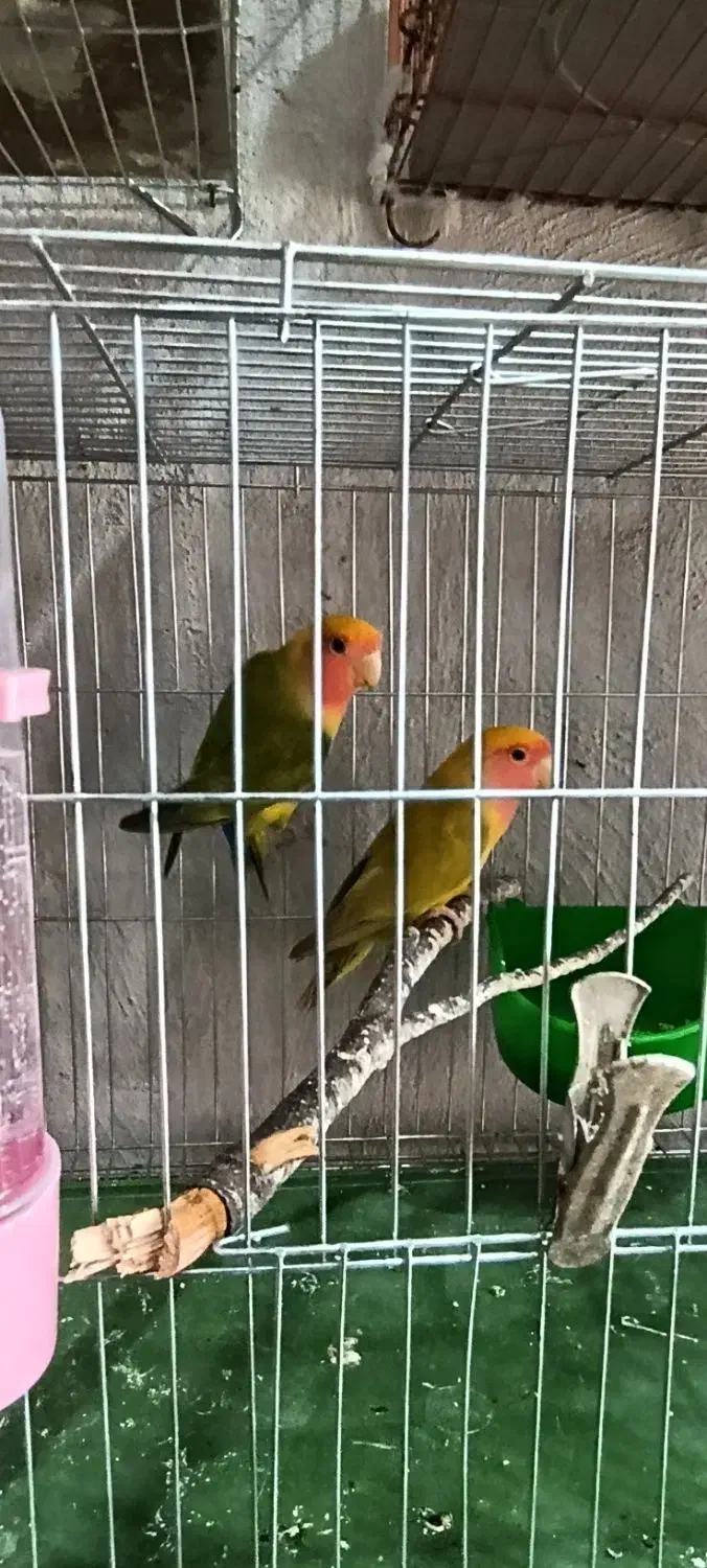 طوطی برزیلی|پرنده|رشت, آب و برق|دیوار