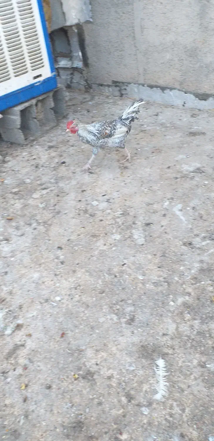 ۵ عدد خروس|حیوانات مزرعه|نجفآباد, جعفرآباد|دیوار