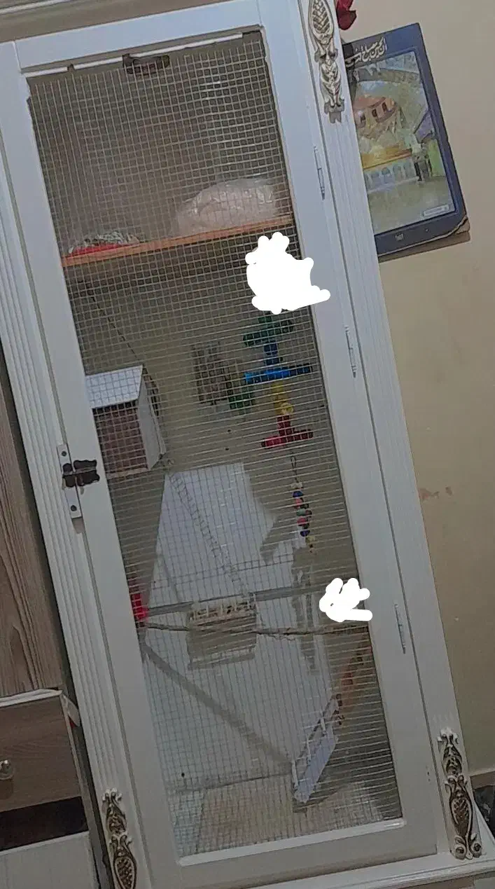 قفس پرنده بزرگ|لوازم جانبی حیوانات|سمنان, |دیوار