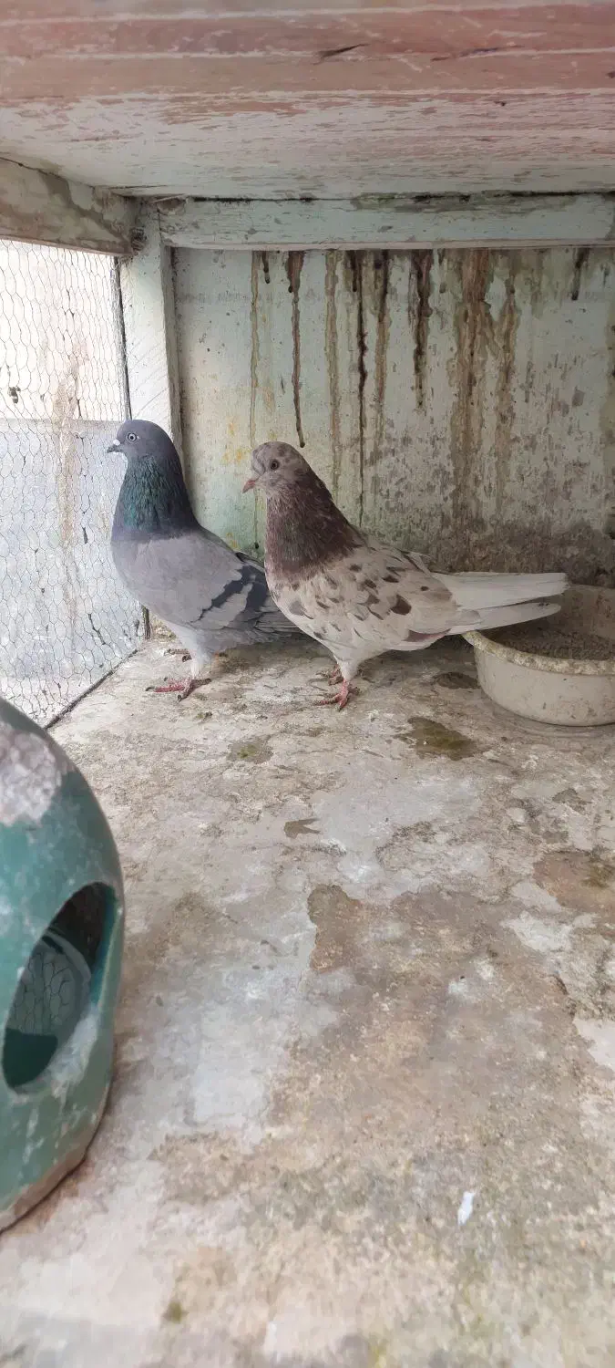 چند جفت کبوتر|پرنده|فردیس, داوری|دیوار