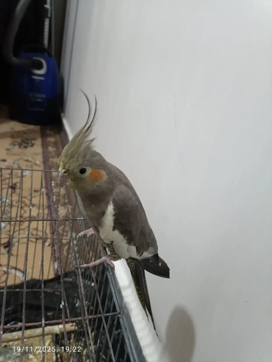 عروس هلندی نر وماده|پرنده|شوشتر, |دیوار