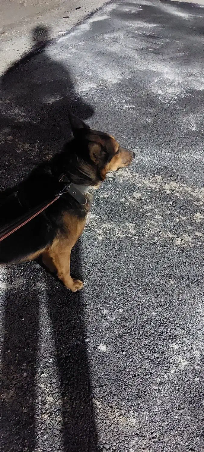 سگ ژرمن|سگ|باغستان, |دیوار