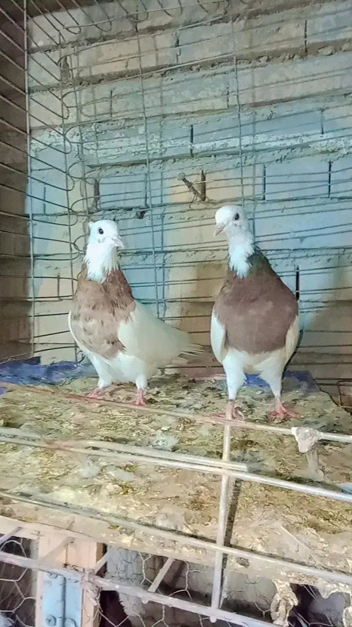 تعدادی کبوتر زیبا|پرنده|دلند, |دیوار