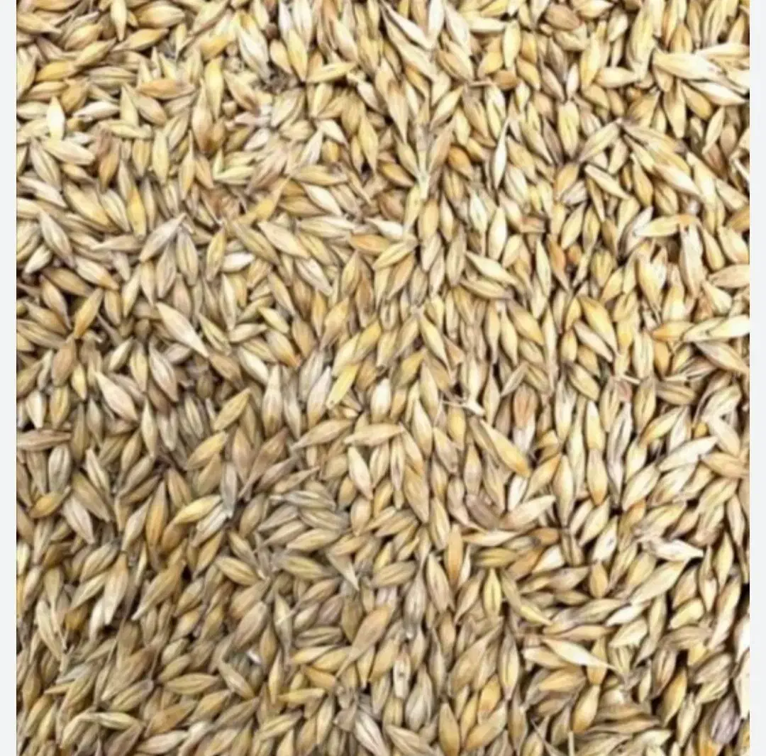 جو خارجی|لوازم جانبی حیوانات|مبارکه, |دیوار