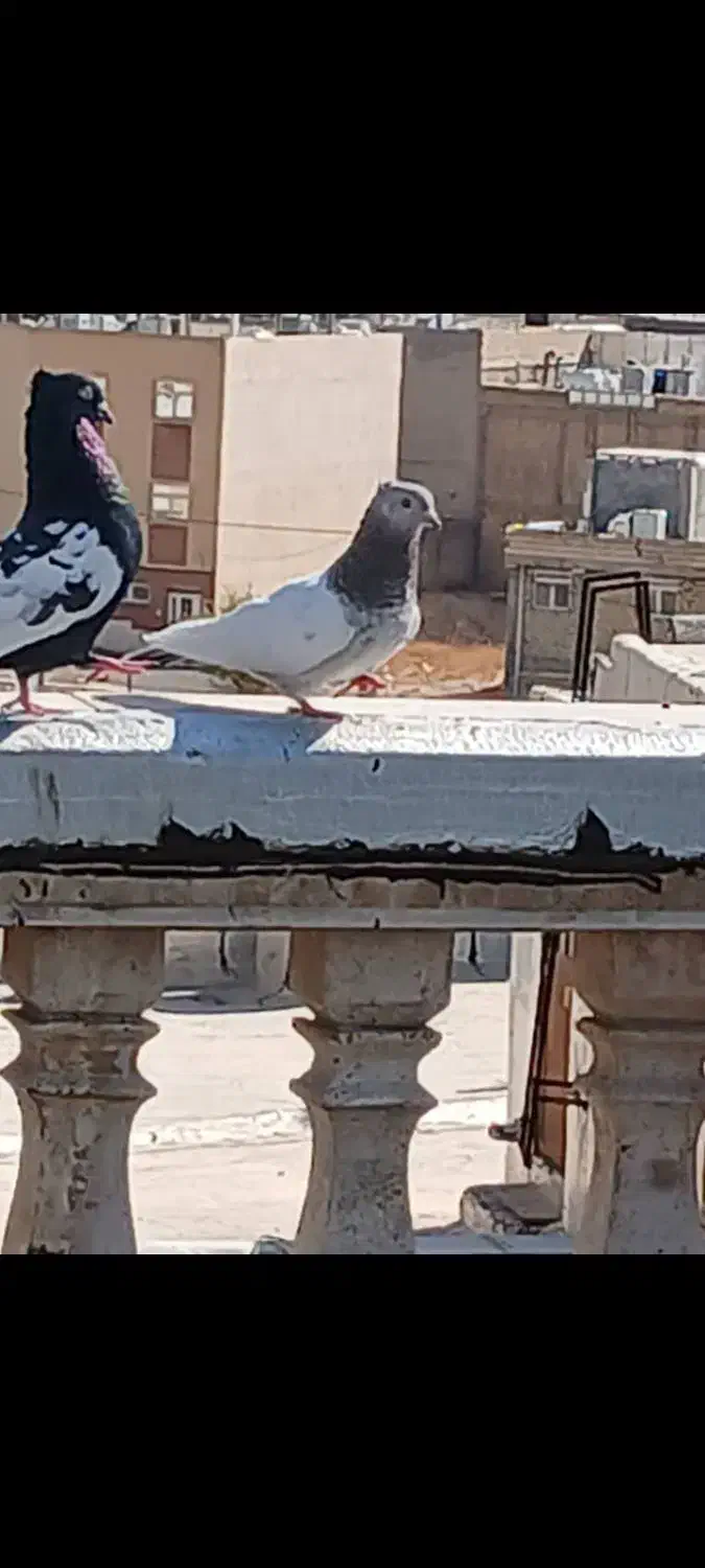 کبوتر|پرنده|صدرا-فارس, فاز ۱|دیوار