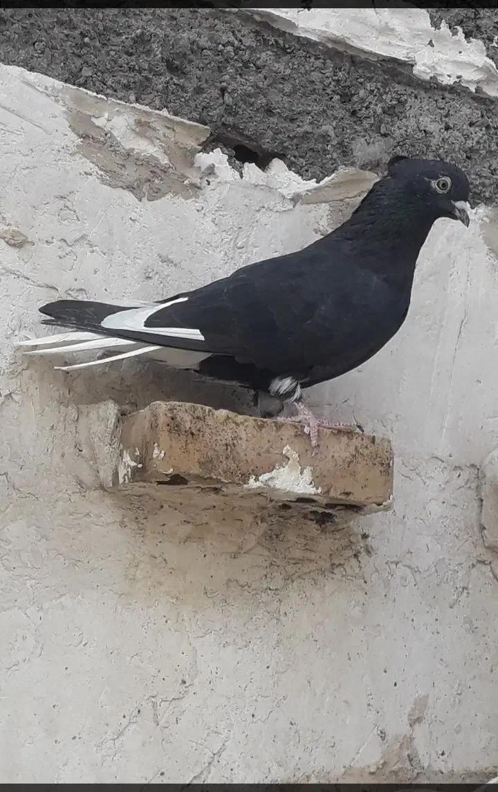 کبوتر|پرنده|شوشتر, |دیوار