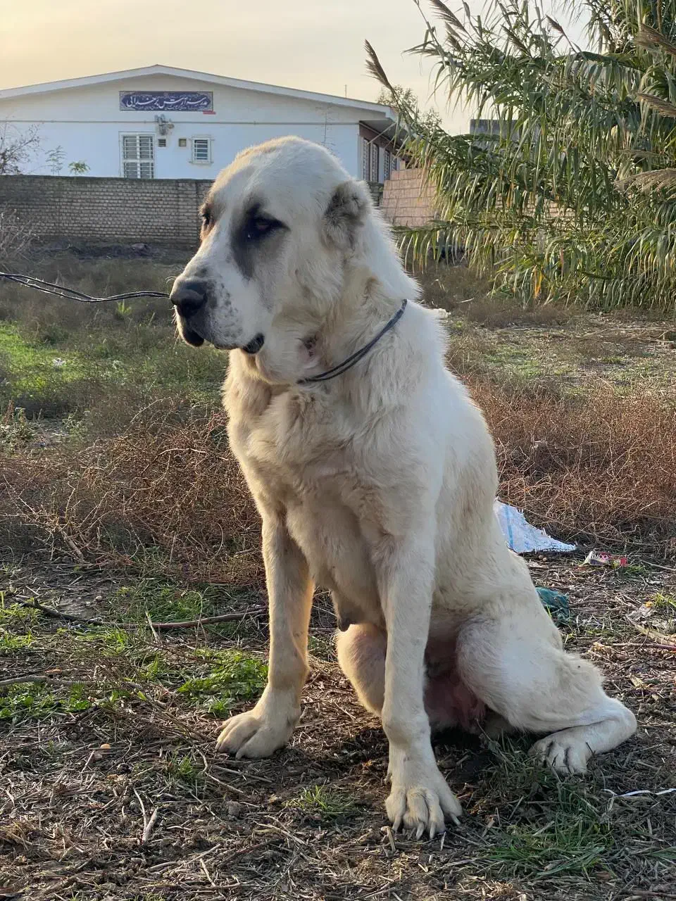 سگ آلابای|سگ|سیمین شهر, |دیوار