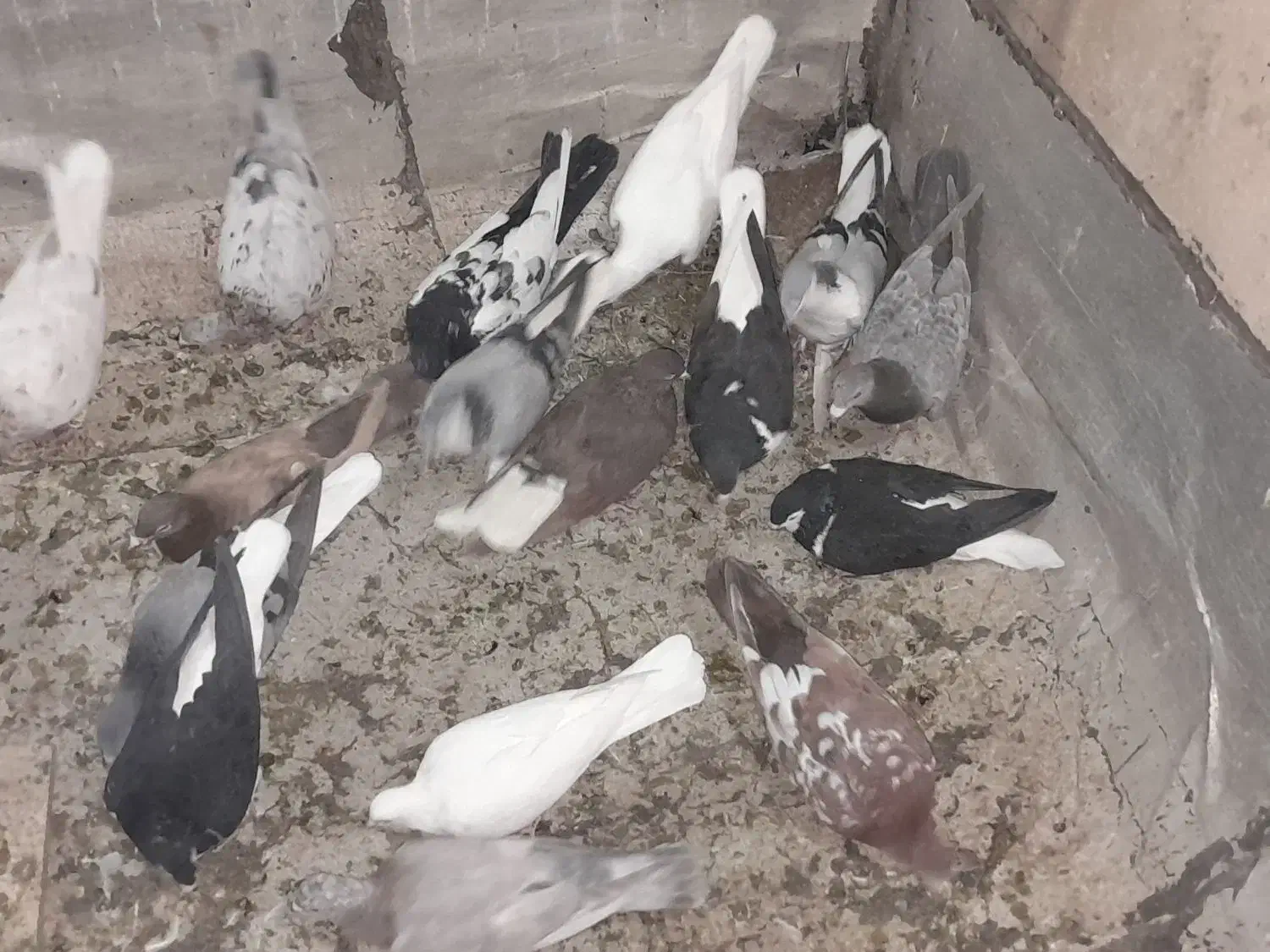 کبوتر رنگی گرفتنی|پرنده|قزوین, |دیوار