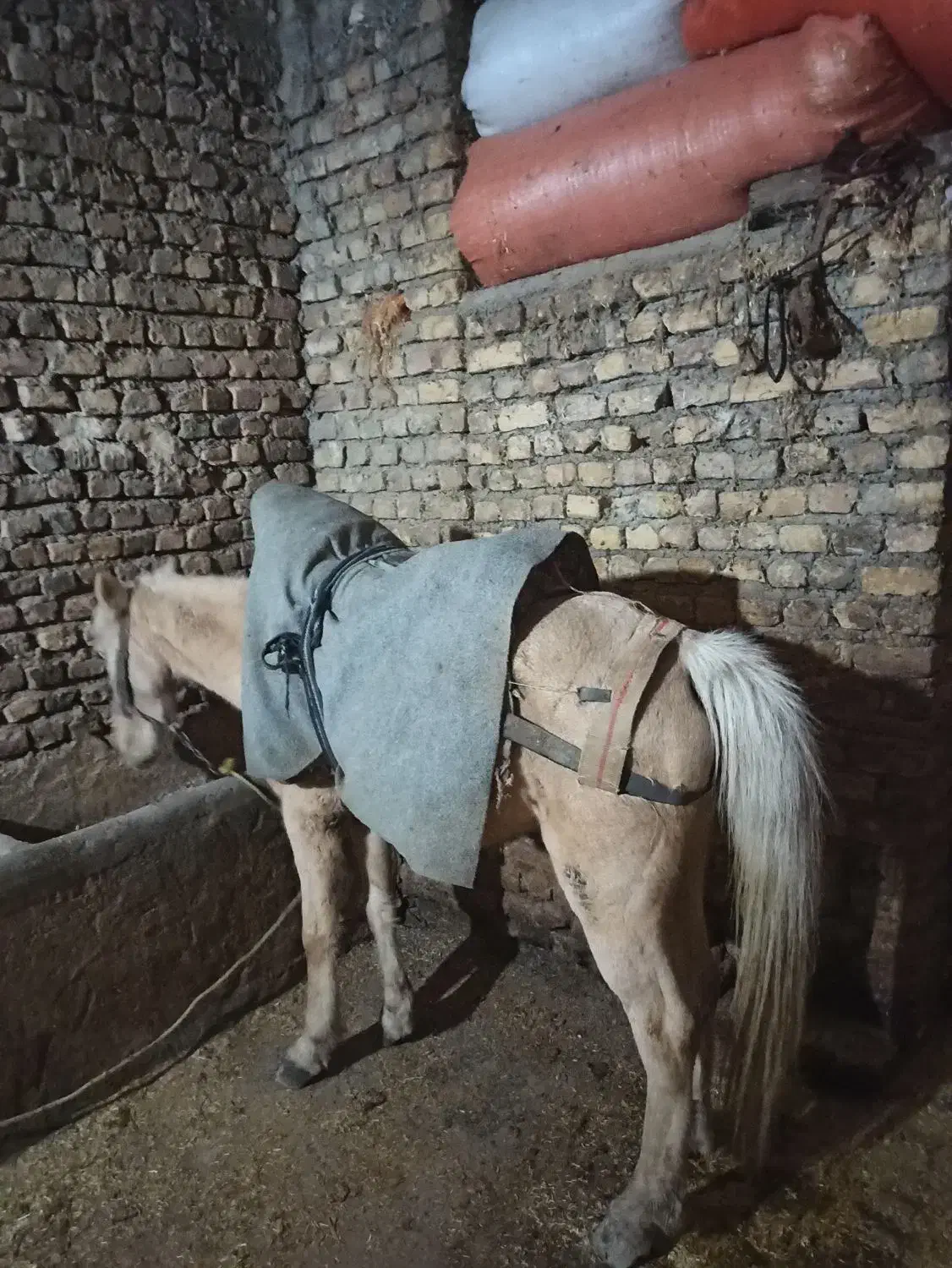 اسب ماده جوان|اسب و تجهیزات اسب‌سواری|دوزین, |دیوار