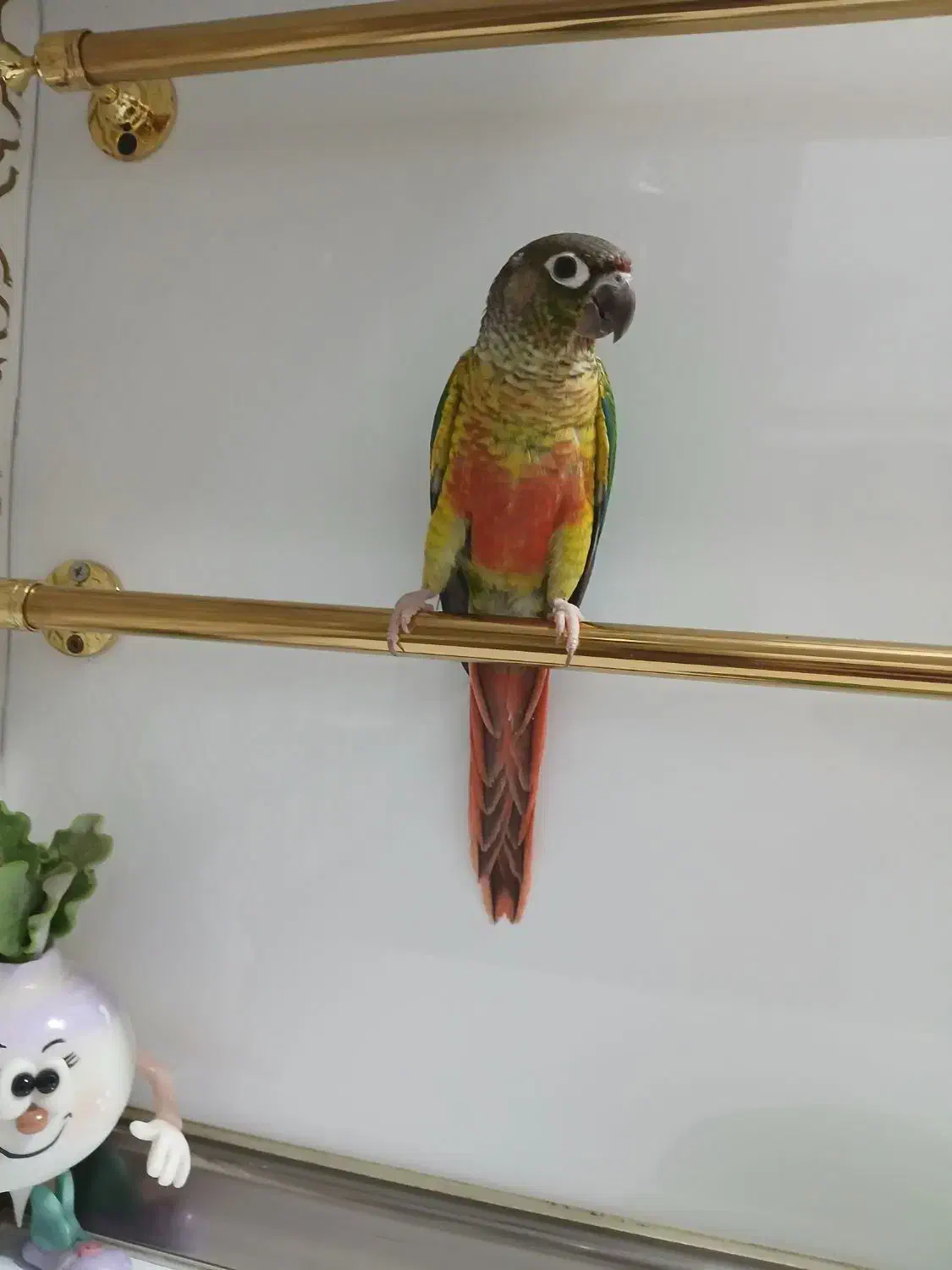 طوطی|پرنده|ری, دیلمان|دیوار