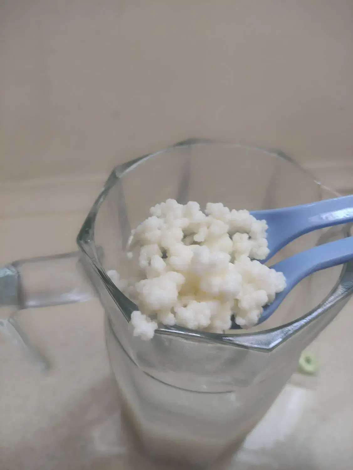 قارچ کفیر قفقازی فعال و درشت|خوردنی و آشامیدنی|مشهد, هفت تیر (نه دره)|دیوار