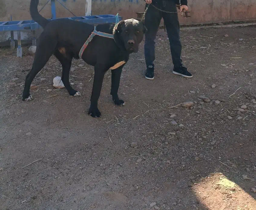 سگ سرابی|سگ|اهر, |دیوار