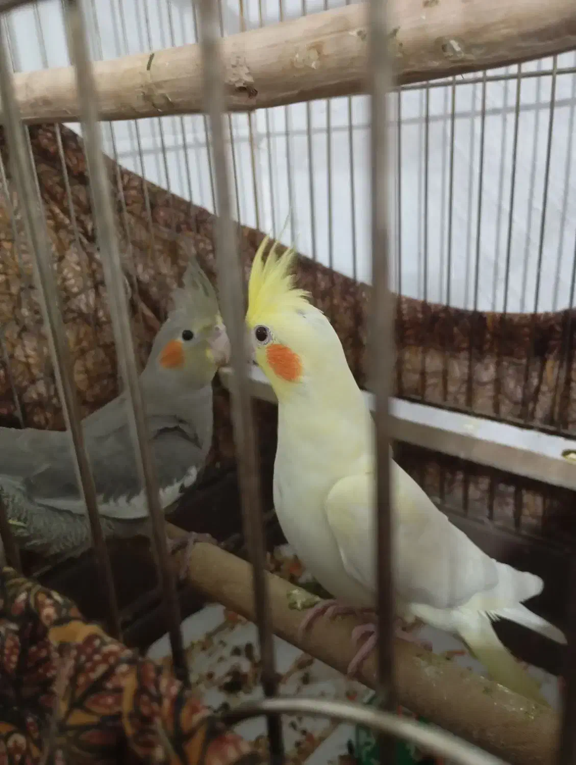 عروس هلندی لوتینو سالم و سرحال|پرنده|بوکان, |دیوار