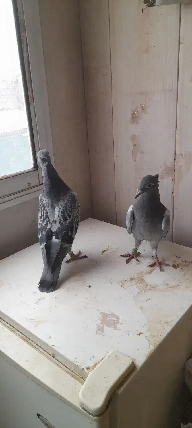 پلاکی کاکلی|پرنده|شوشتر, |دیوار