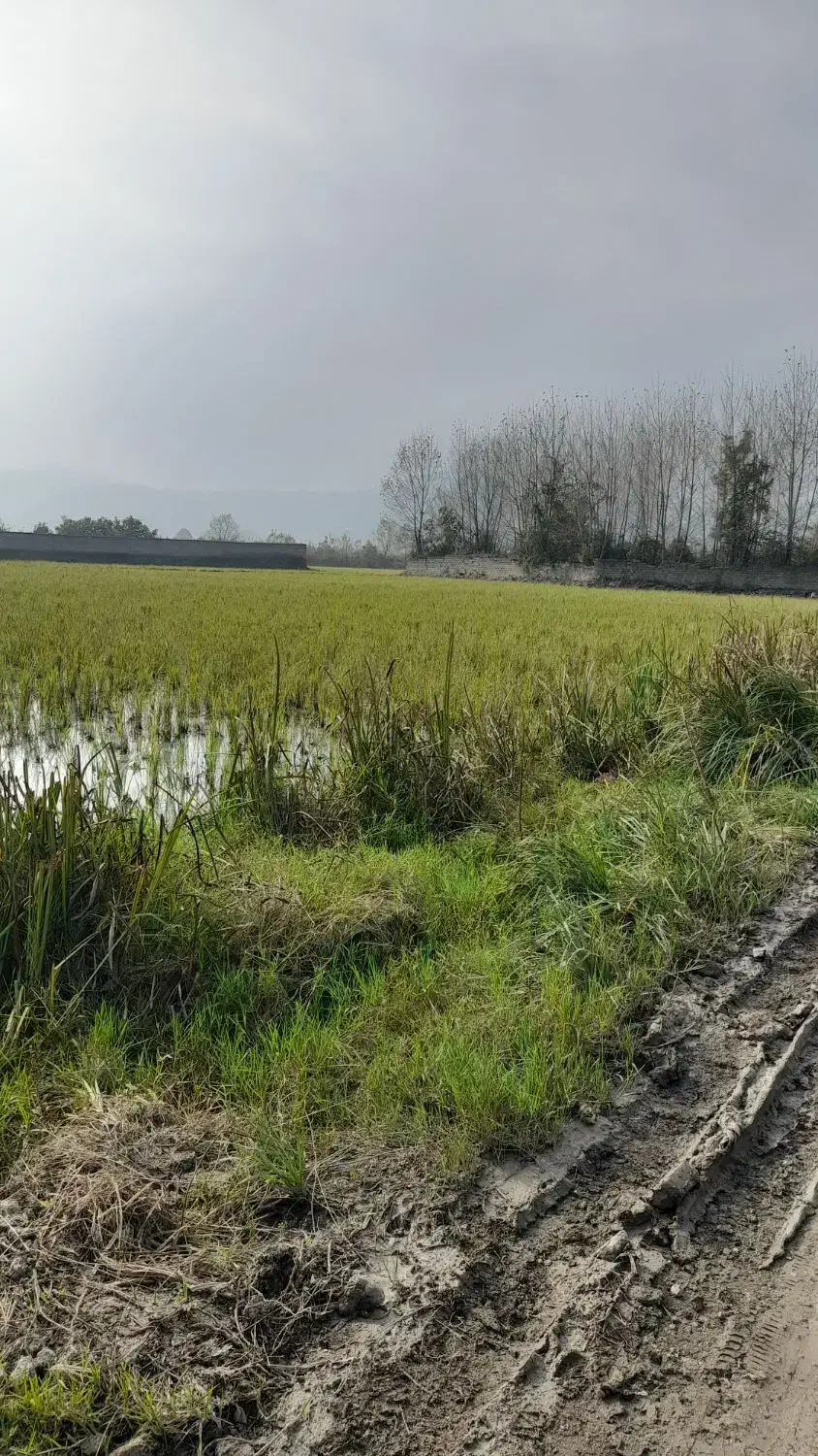 فروش ۲۰۰۰ متر زمین کمربندی آستارا اردبیل|فروش زمین و ملک کلنگی|آستارا, |دیوار