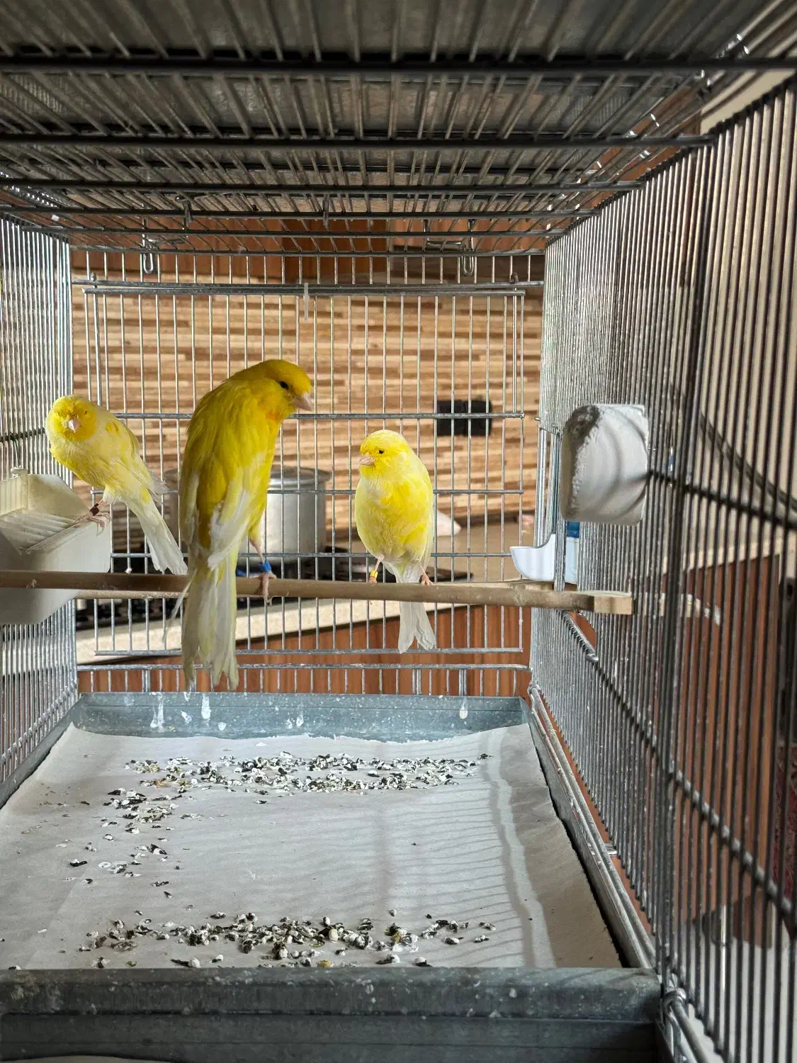 قناری|پرنده|تهران, تاکسیرانی|دیوار