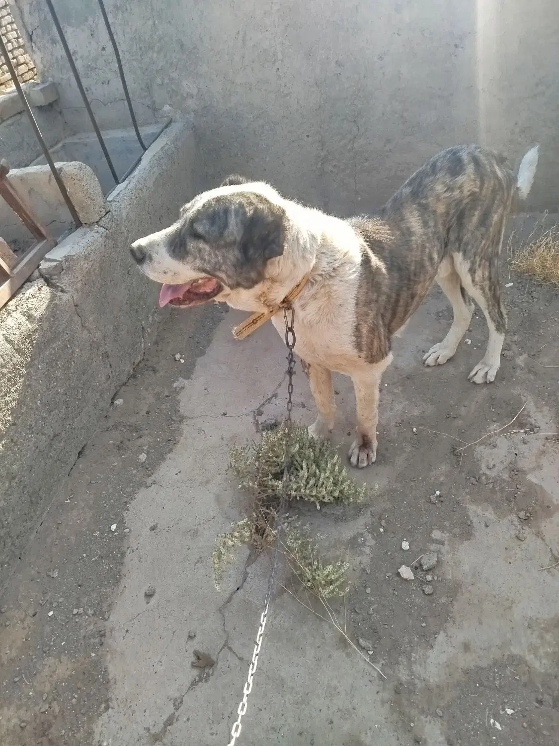 واگذاری|سگ|کویرات, |دیوار