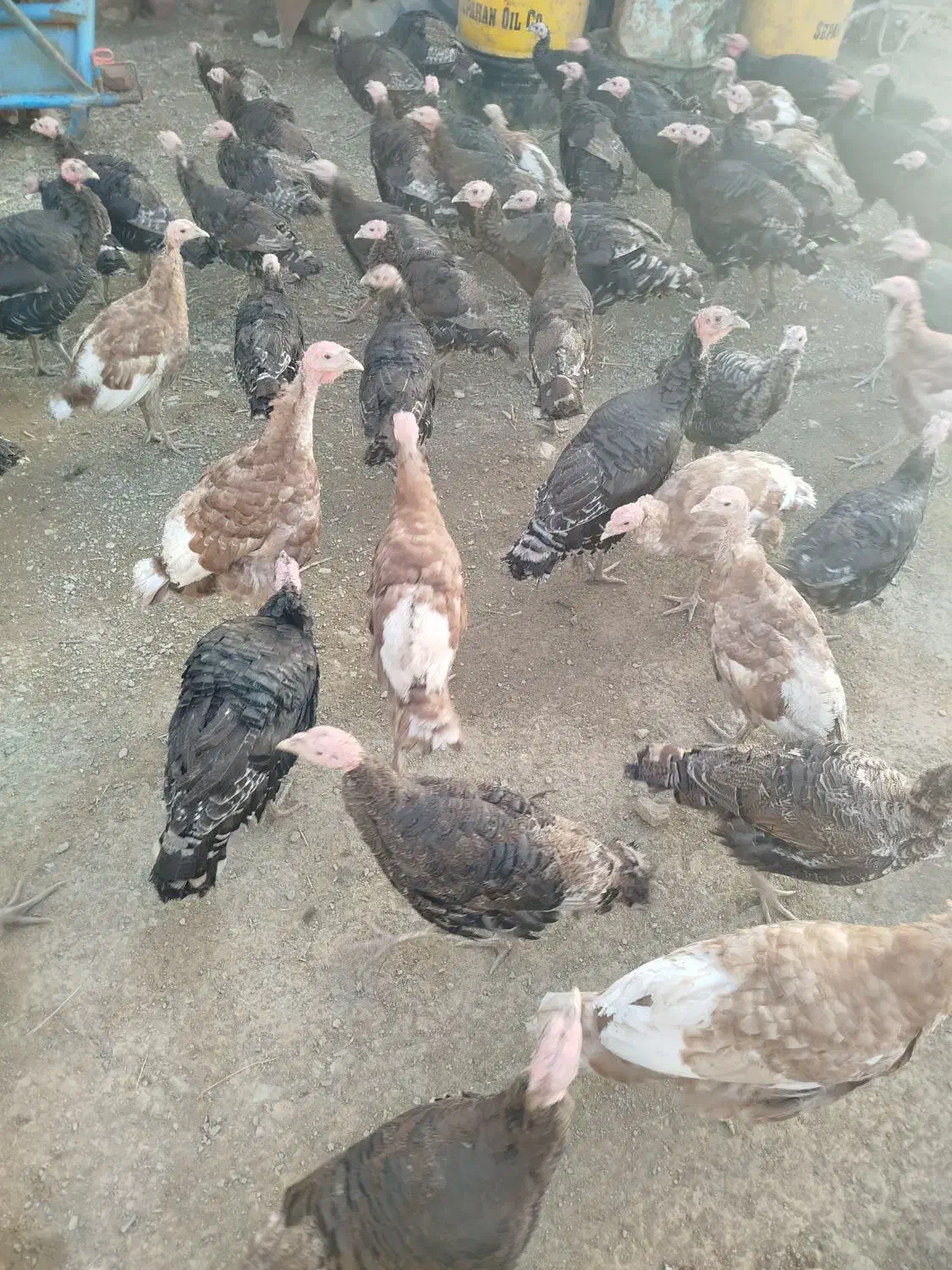 بوقلمون|حیوانات مزرعه|کنگاور, |دیوار