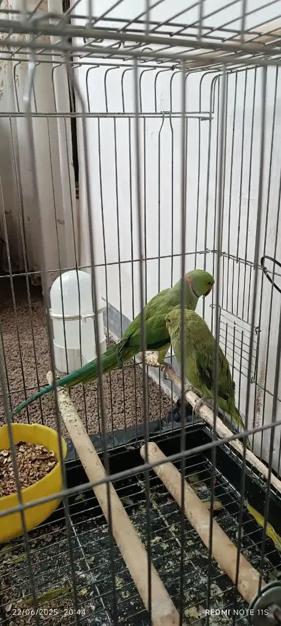 یک جفت طوطی ملنگو نروماده|پرنده|مهران (ایلام), |دیوار