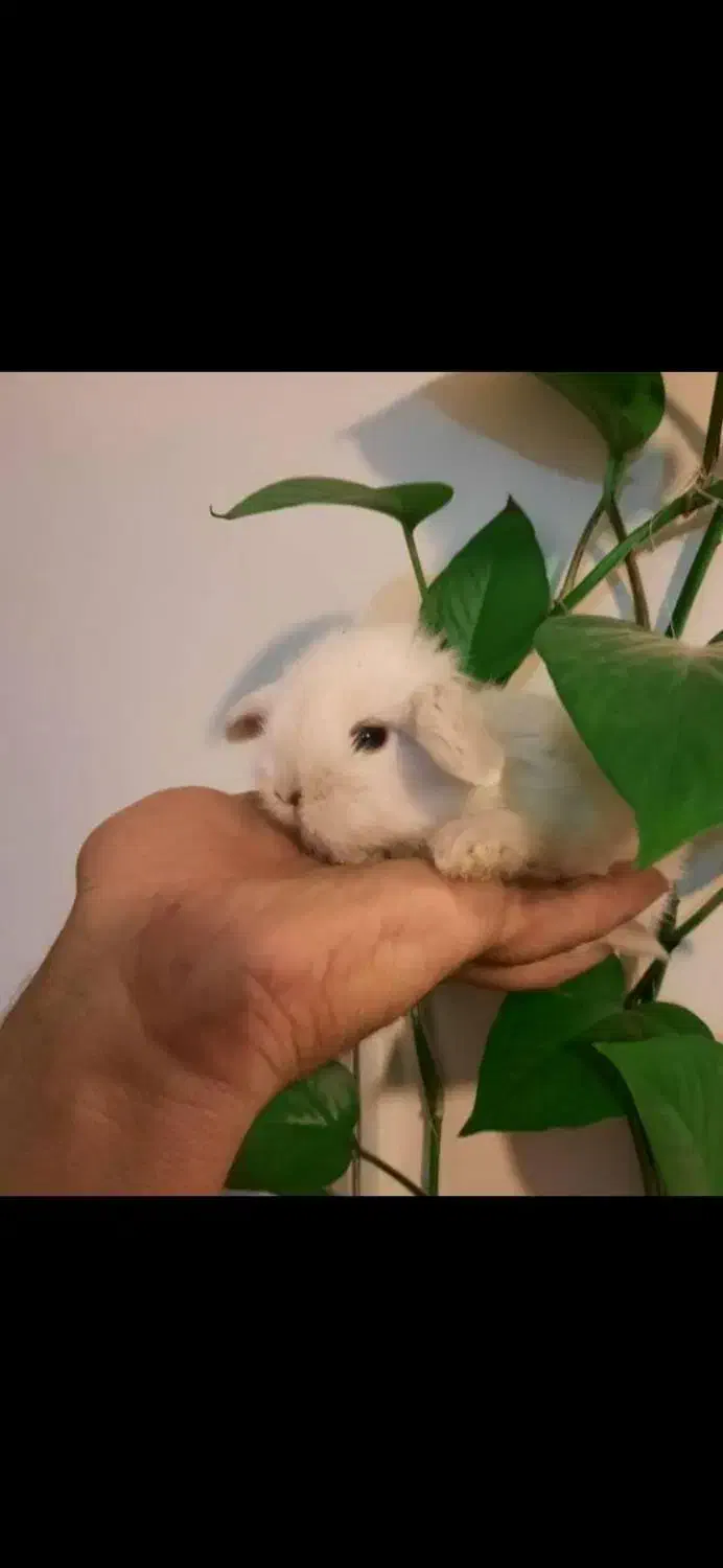 خرگوش لوپ مینیاتوری|موش و خرگوش|اراک, |دیوار