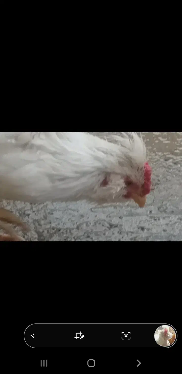 جوجه خروس گلین اصل|حیوانات مزرعه|ساوه, |دیوار