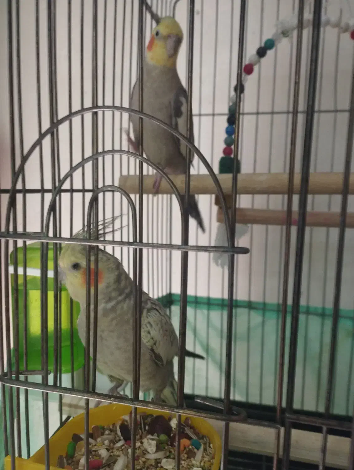 یک جفت عروس هلندی مولد|پرنده|تهران, کن|دیوار