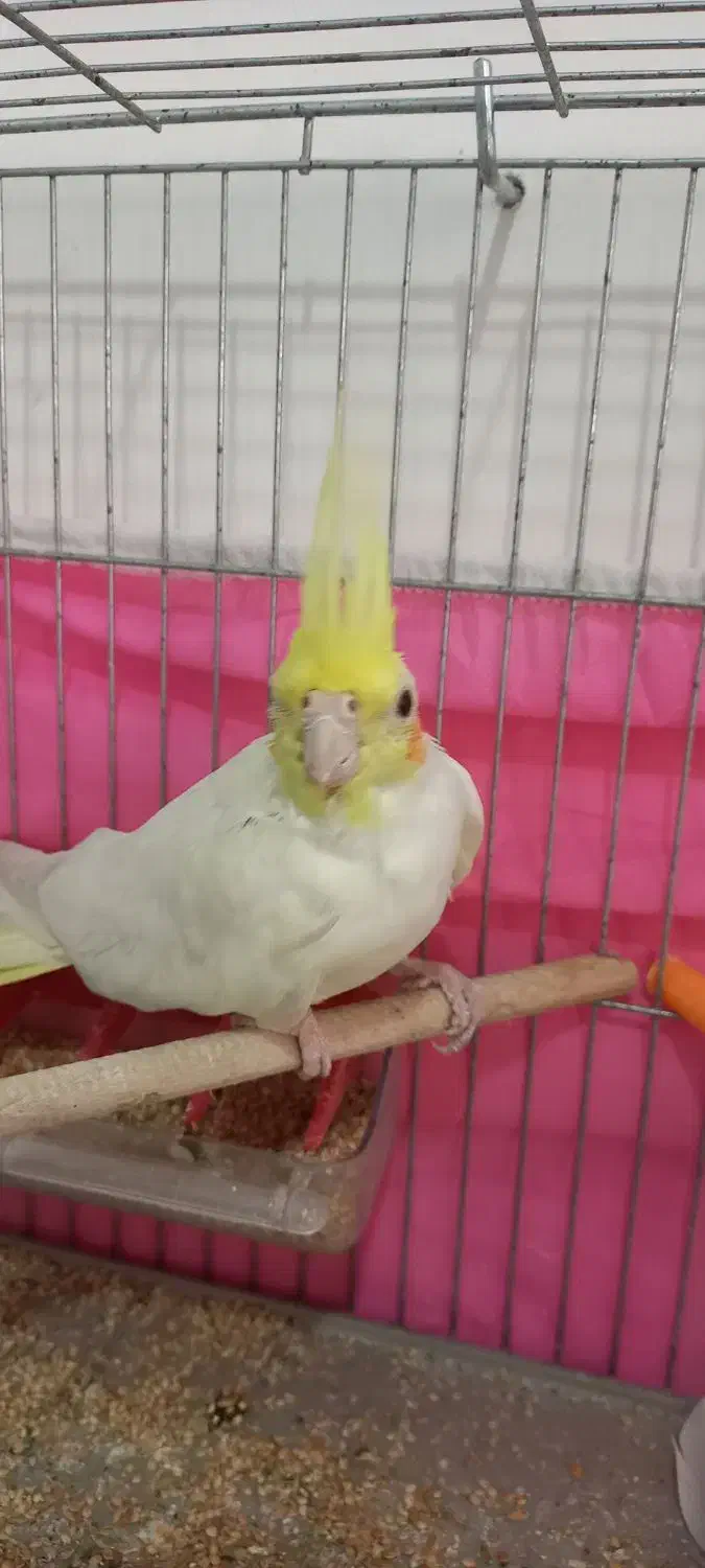 عروس هلندی|پرنده|تبریز, |دیوار