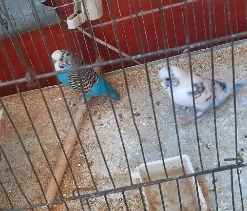 مرغ عشق|پرنده|گراش, |دیوار