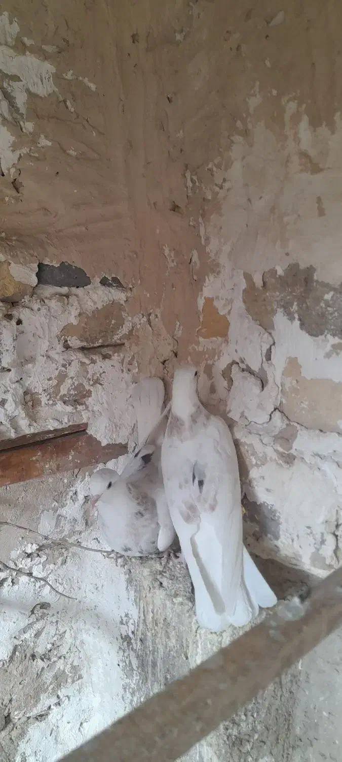 پرنده|پرنده|پاکدشت, خاتون آباد|دیوار