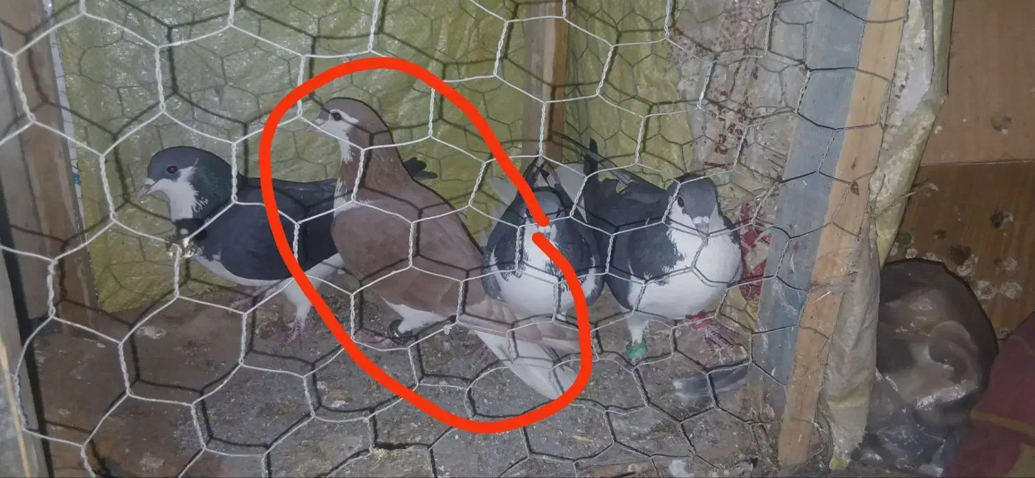 خوشرنگ سرخ گم شده|حیوانات|مبارکه, |دیوار