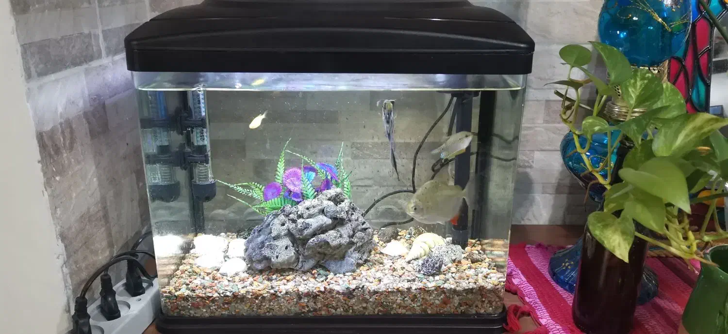 آکواریوم|ماهی|رشت, باهنر|دیوار