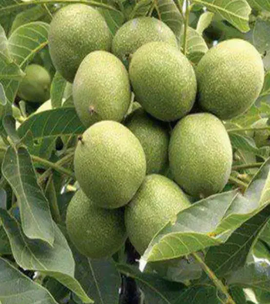 نهال گیلاس وآلو|خدمات باغبانی و درختکاری|سنندج, |دیوار