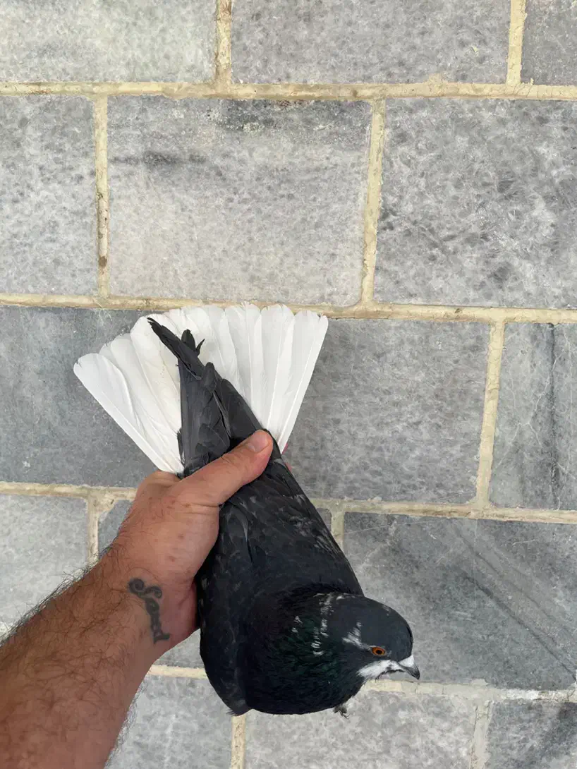 کبوتر هما|پرنده|اندیشه, اندیشه فاز ۲|دیوار