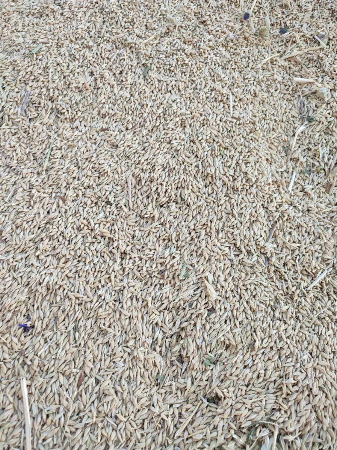 جو دیم|حیوانات مزرعه|مسجد سلیمان, |دیوار