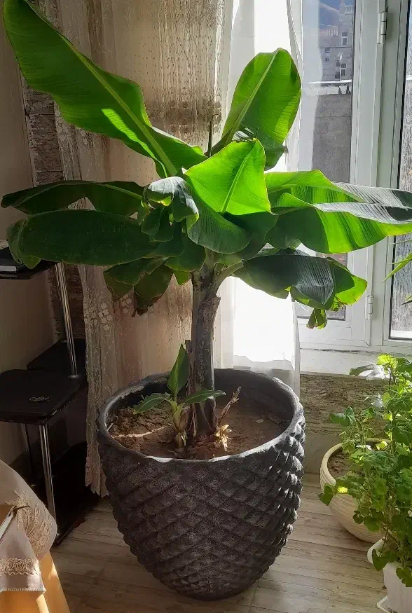 درخت موز در شهر افوس|گل و گیاه طبیعی|بوئین و میاندشت, |دیوار