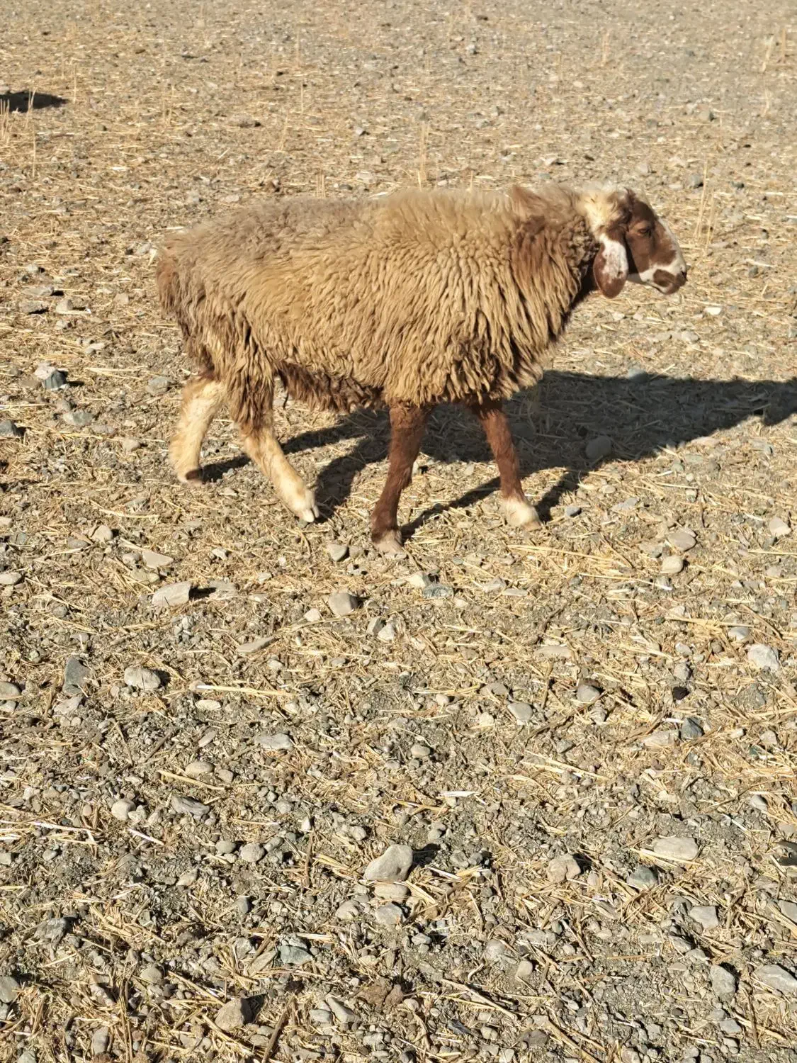 گوسفند قوچ و بره نر|حیوانات مزرعه|بندرعباس, |دیوار