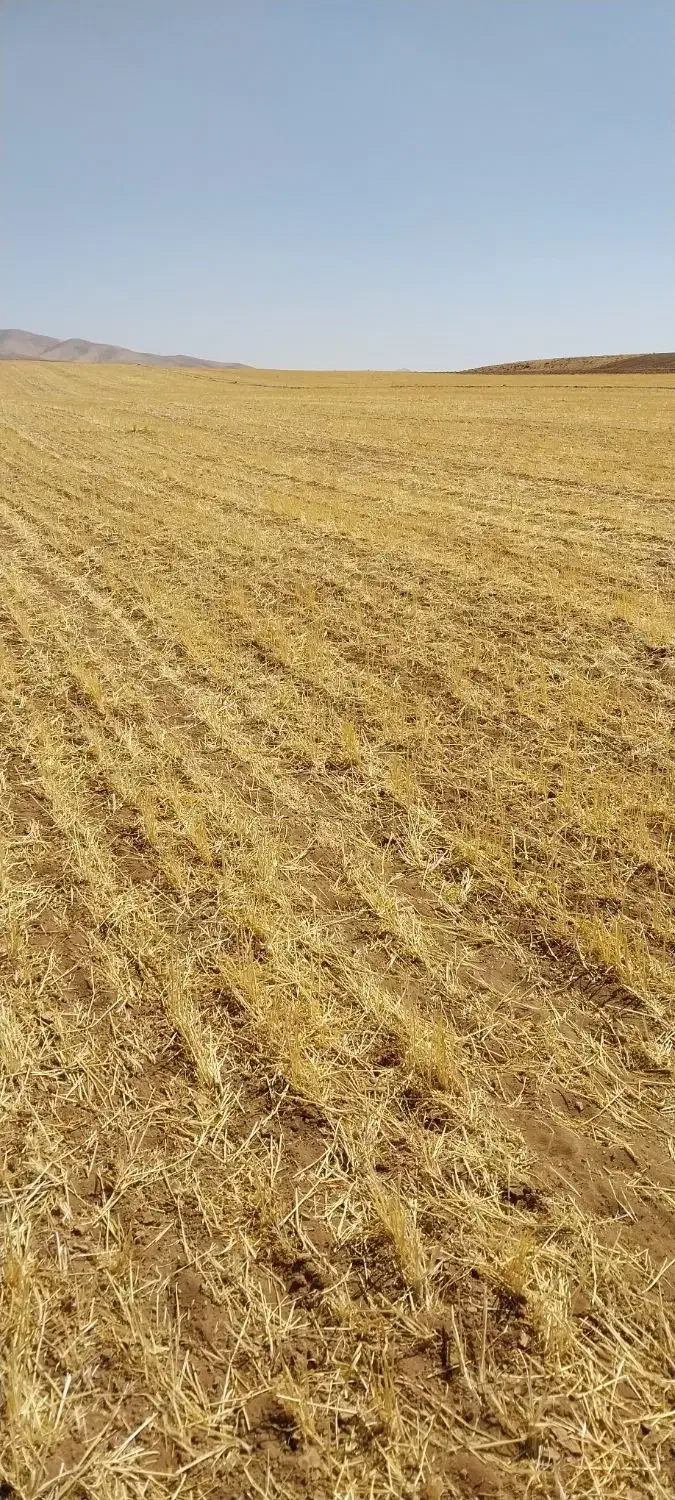 زمین دیم اجاره برای کاشت نخود|اجارهٔ دفتر صنعتی، کشاورزی، تجاری|باوله, |دیوار