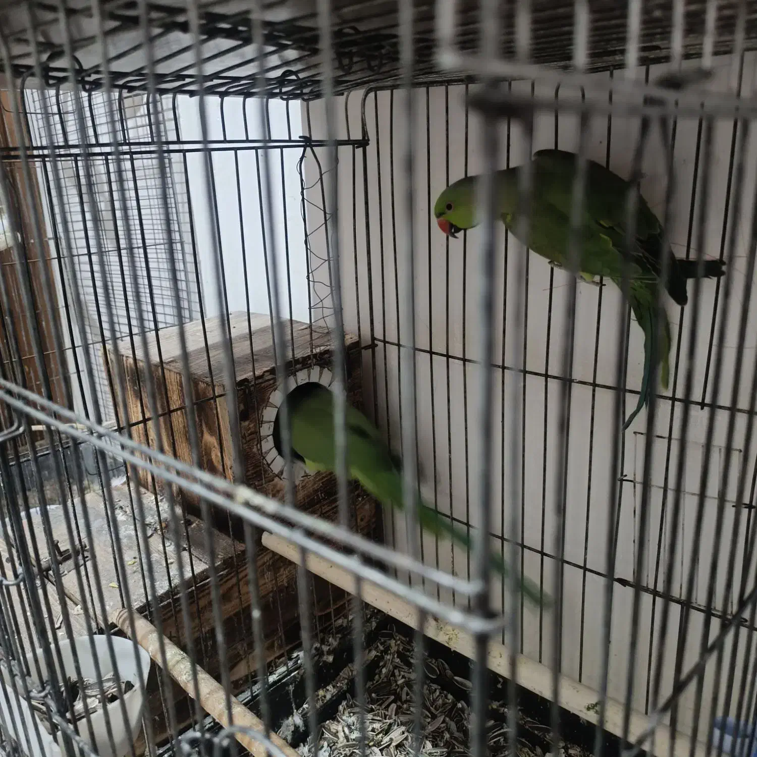 جفت طوطی ملنگو و جفت برزیلی و دو جفت عروس هلندی|پرنده|بندر امام خمینی, |دیوار