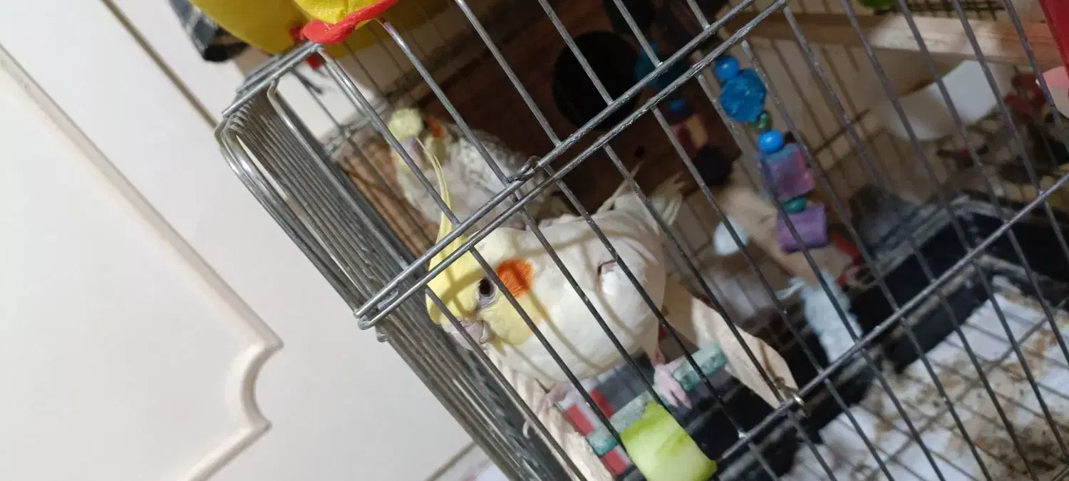 عروس هلندی مولد|پرنده|تهران, آهنگران (سراسیاب دولاب)|دیوار