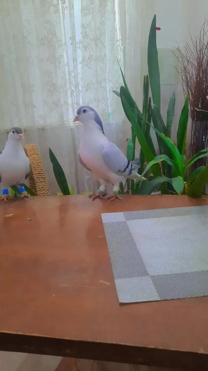 یک جفت کفتر ساده امری آبی نر با ماده مشکی|پرنده|تربت جام, شهرک معلم|دیوار