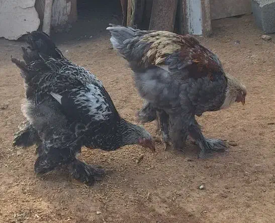 خروس برهما|حیوانات مزرعه|قیدار, |دیوار