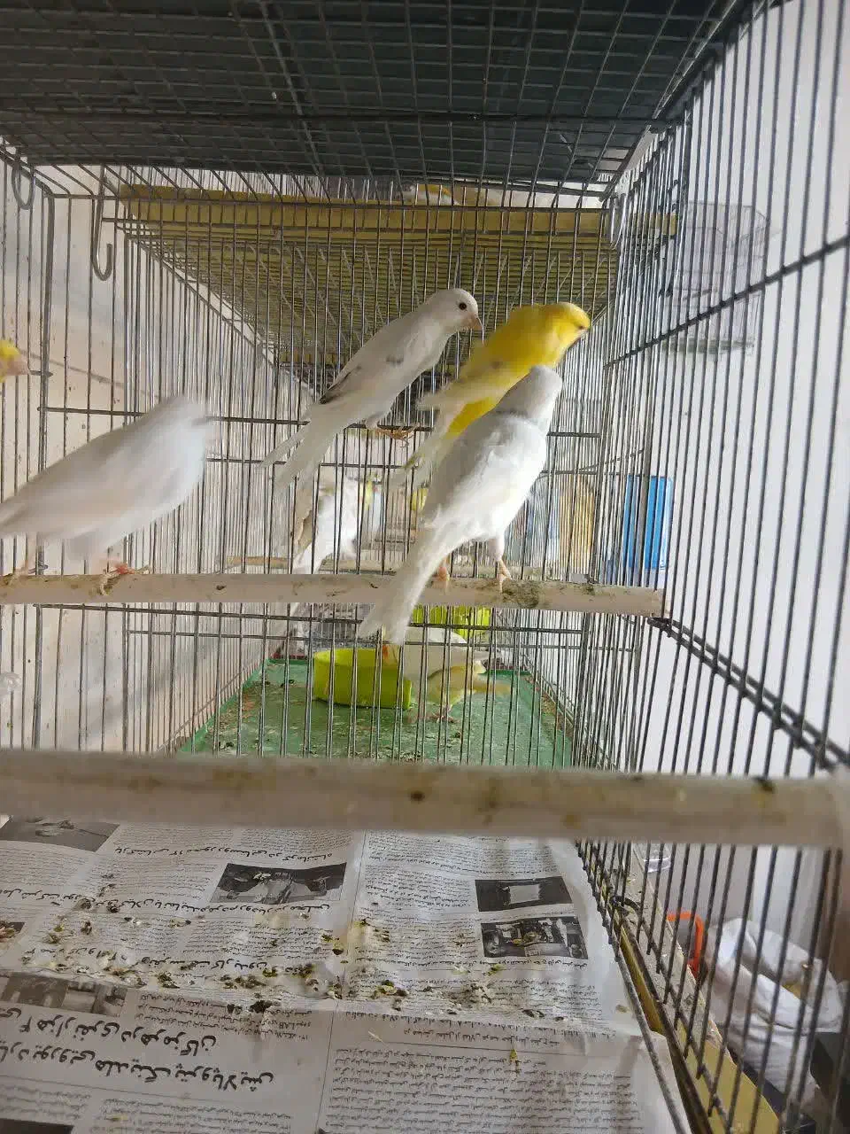 قناری سوپروموزاییگی|پرنده|قم, زند آباد|دیوار