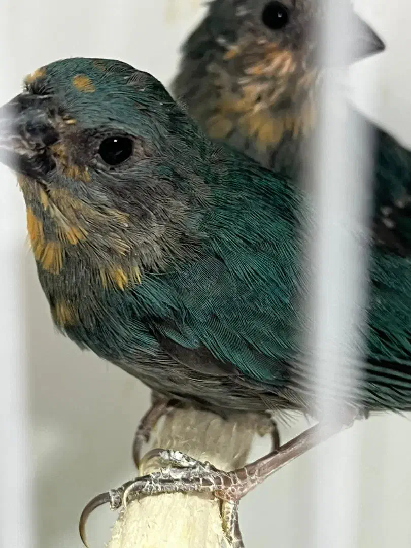 جوجه فنچهای خاص|پرنده|تهران, امامت|دیوار