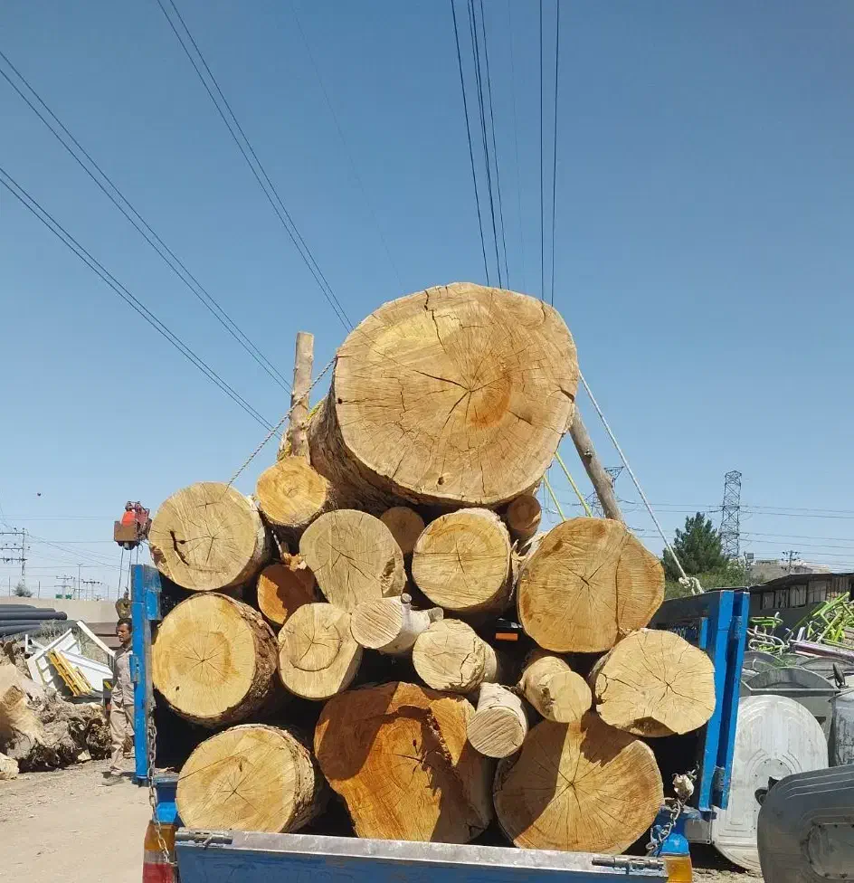 خرید چوب انواع درخت و چوب سقفی|عمدهفروشی|مشهد, بهمن|دیوار