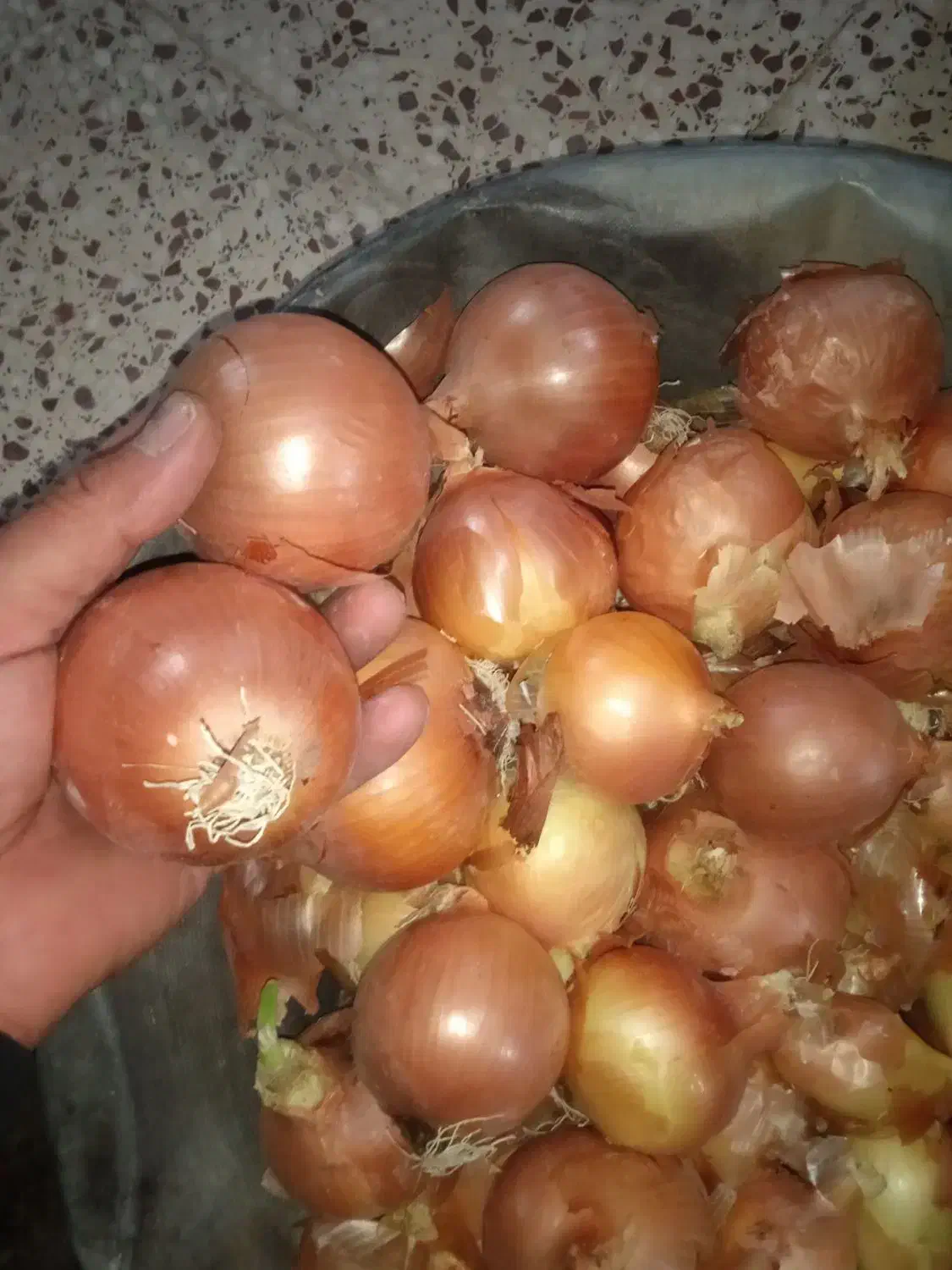 خرید و فروش بذر پیاز زرد|خدمات باغبانی و درختکاری|کرمانشاه, |دیوار