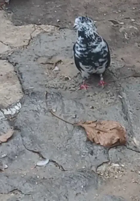 یک عدد کبوتر ماده گمشده|حیوانات|بانه, |دیوار